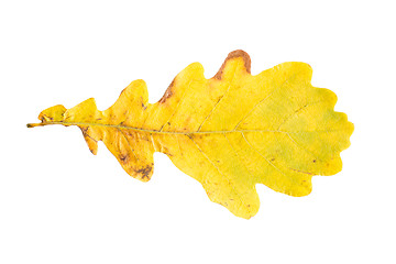 Image showing dry fallen yellow oak tree autumn leaf