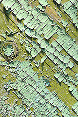 Image showing old wood tree bark texture with green moss