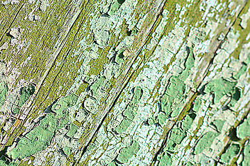 Image showing Old green cracked tree bark texture