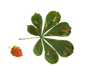 Image showing dry fallen chestnut tree leaf