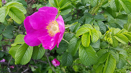 Image showing Beautiful dog rose