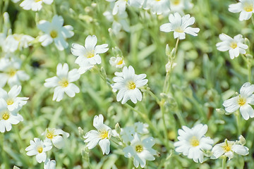 Image showing Stellaria 