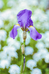 Image showing Iris