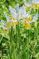 Image showing White Iris Flowers