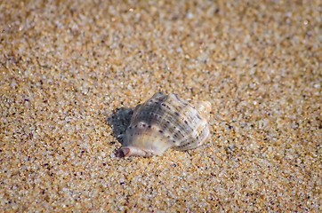 Image showing Veined Rapa Whelk