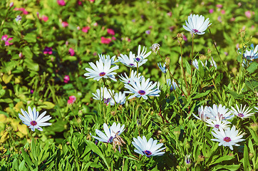 Image showing Flowers of Osteospermum