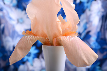 Image showing Beautiful petals of an orange flower on blue background