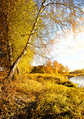 Image showing Vibrant yellow autumn