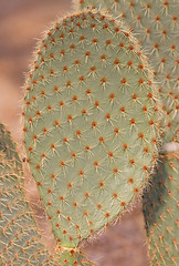 Image showing Large green cactus leaf