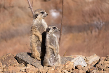 Image showing female of meerkat or suricate