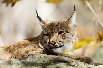 Image showing Lynx Portrait during the autumn