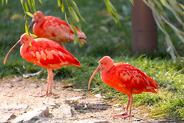 Image showing Scarlet ibis (Eudocimus ruber)
