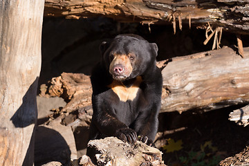 Image showing Sun bear also known as a Malaysian bear