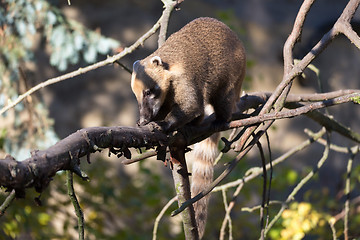 Image showing South American coati (Nasua nasua)