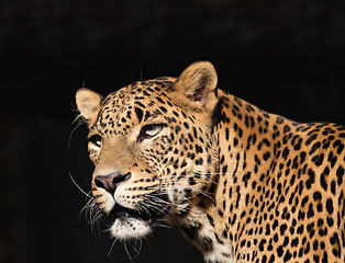 Image showing Closeup of Leopard looks forward