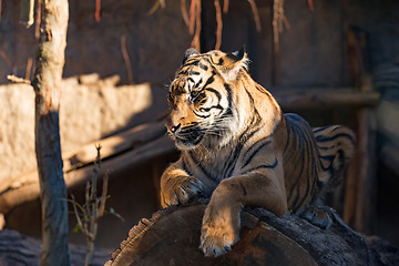 Image showing Sumatran Tiger, Panthera tigris sumatrae