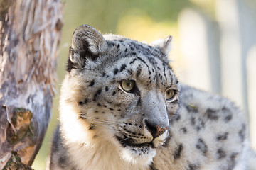 Image showing snow leopard, Uncia uncia