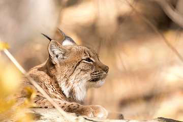 Image showing Lynx Portrait during the autumn