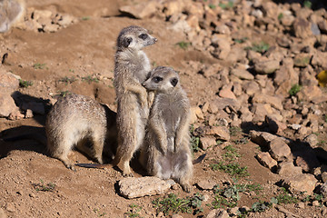 Image showing meerkat or suricate