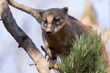 Image showing South American coati (Nasua nasua)