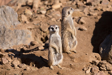 Image showing meerkat or suricate