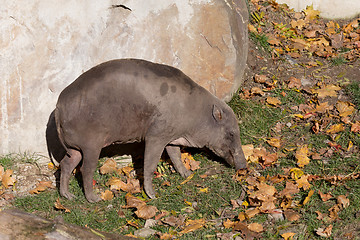 Image showing North Sulawesi babirusa