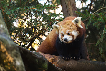 Image showing Red panda (Ailurus fulgens)