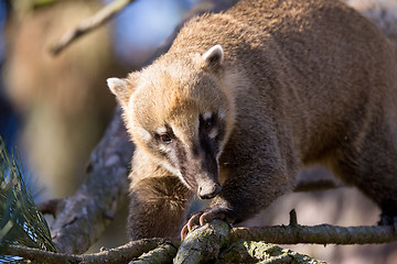 Image showing South American coati (Nasua nasua)