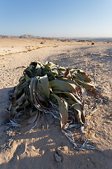 Image showing Welwitschia mirabilis, Amazing desert plant