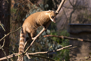 Image showing South American coati (Nasua nasua)