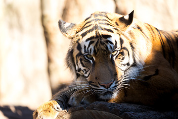 Image showing Sumatran Tiger, Panthera tigris sumatrae