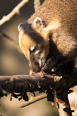 Image showing South American coati (Nasua nasua)