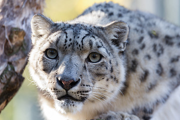 Image showing snow leopard, Uncia uncia