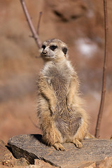 Image showing female of meerkat or suricate