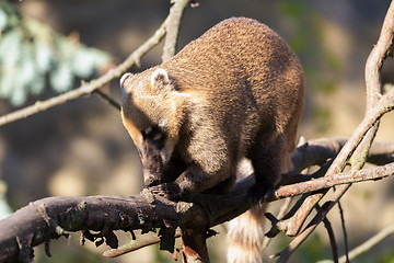 Image showing South American coati (Nasua nasua)