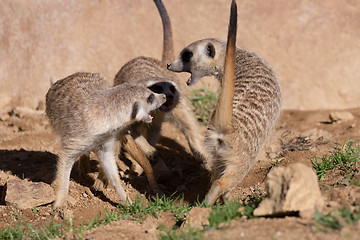 Image showing meerkat or suricate playing