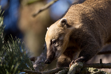 Image showing South American coati (Nasua nasua)