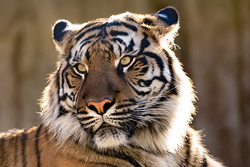 Image showing Sumatran Tiger, Panthera tigris sumatrae