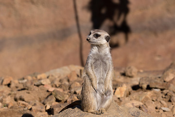 Image showing female of meerkat or suricate