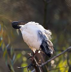 Image showing Oriental black White (Black-headed) Ibis