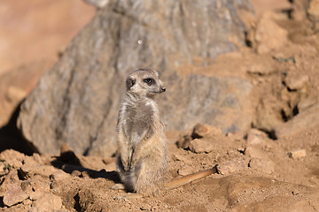 Image showing female of meerkat or suricate