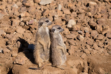 Image showing meerkat or suricate