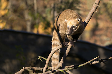 Image showing South American coati (Nasua nasua)