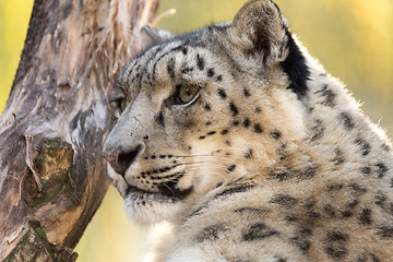 Image showing snow leopard, Uncia uncia