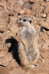 Image showing female of meerkat or suricate