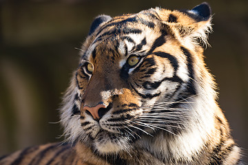 Image showing Sumatran Tiger, Panthera tigris sumatrae