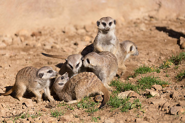 Image showing meerkat or suricate playing