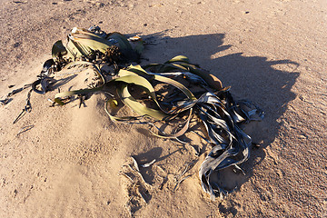 Image showing Welwitschia mirabilis, Amazing desert plant