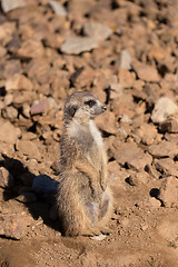 Image showing female of meerkat or suricate