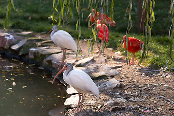 Image showing white ibis (Eudomiscus albus)
